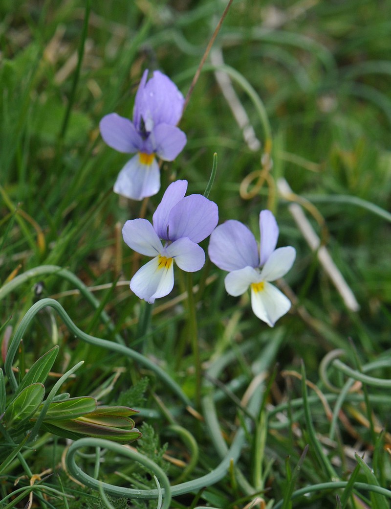 Viola graeca photo 2