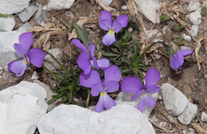 Viola graeca photo 3