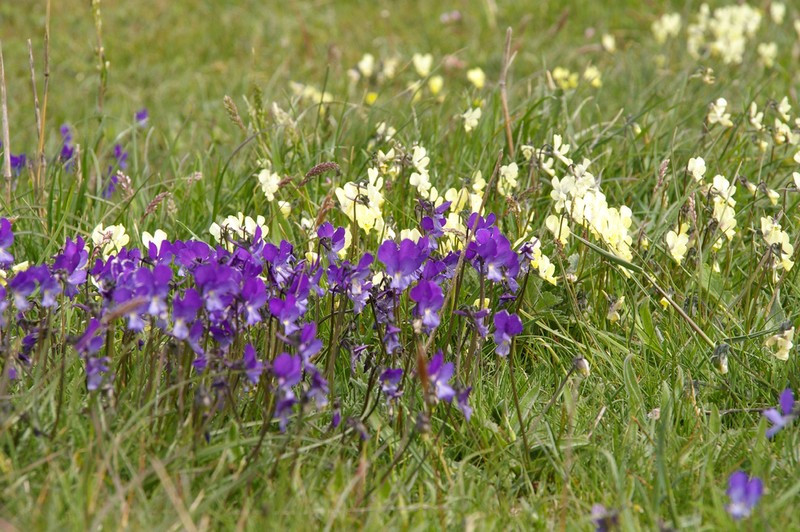 Viola graeca photo 4