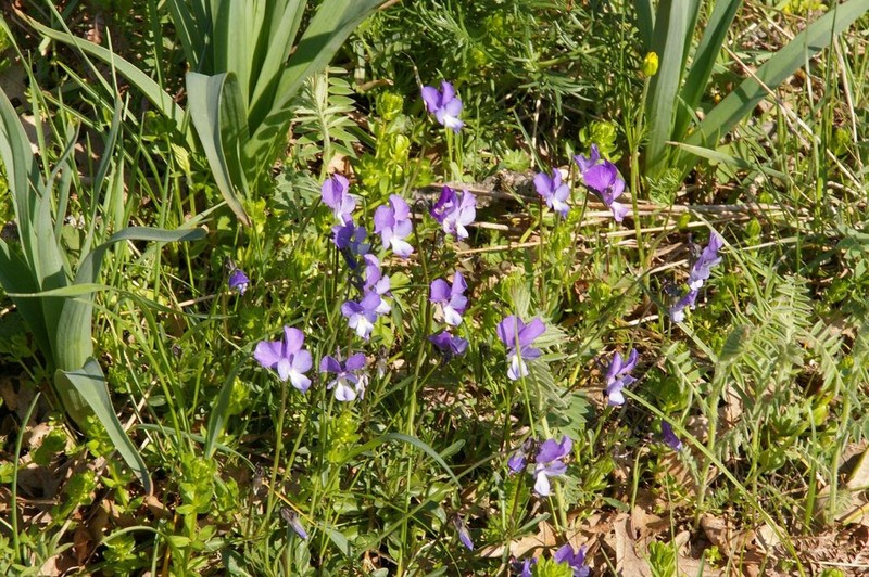 Viola graeca photo 5