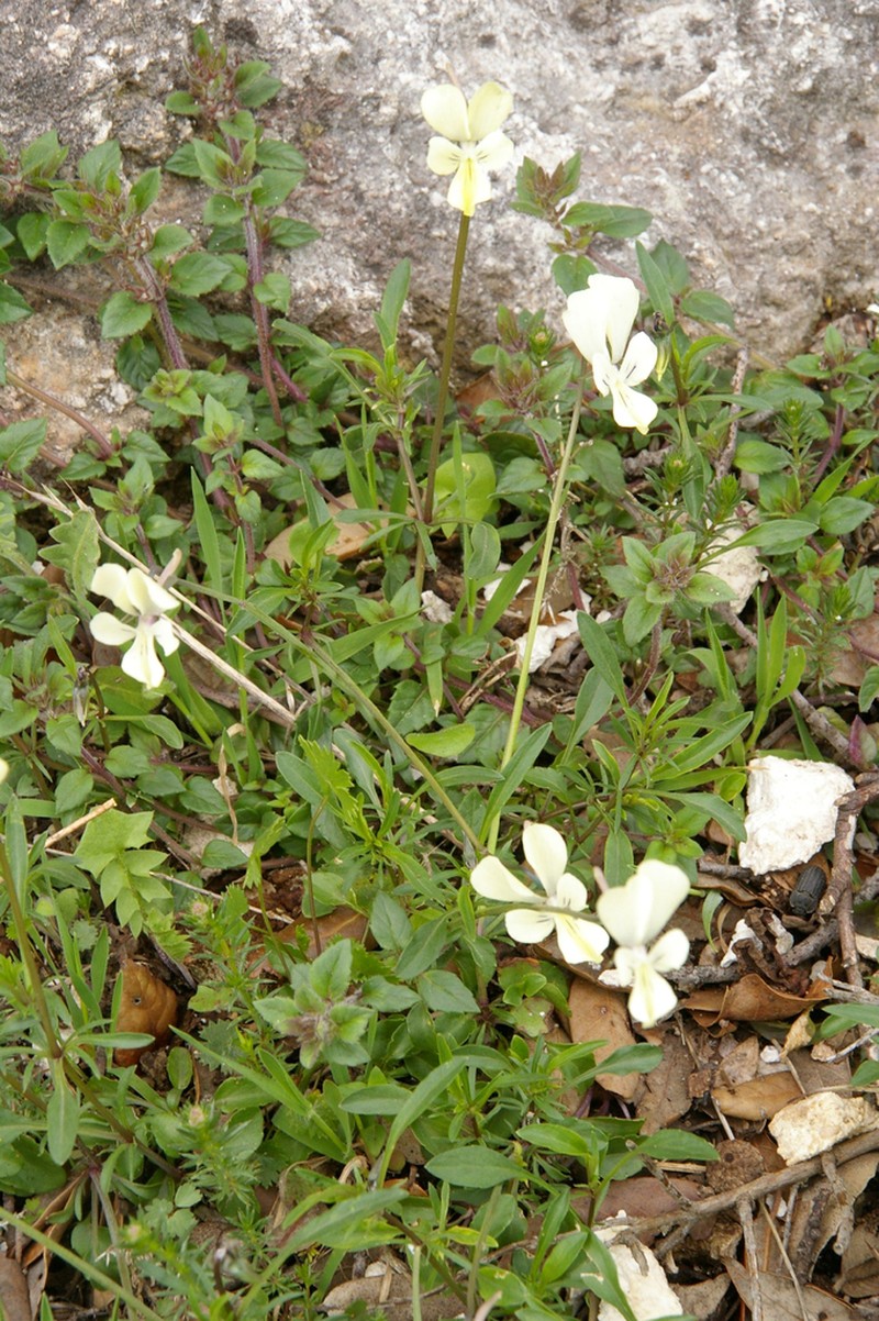 Viola graeca photo 6