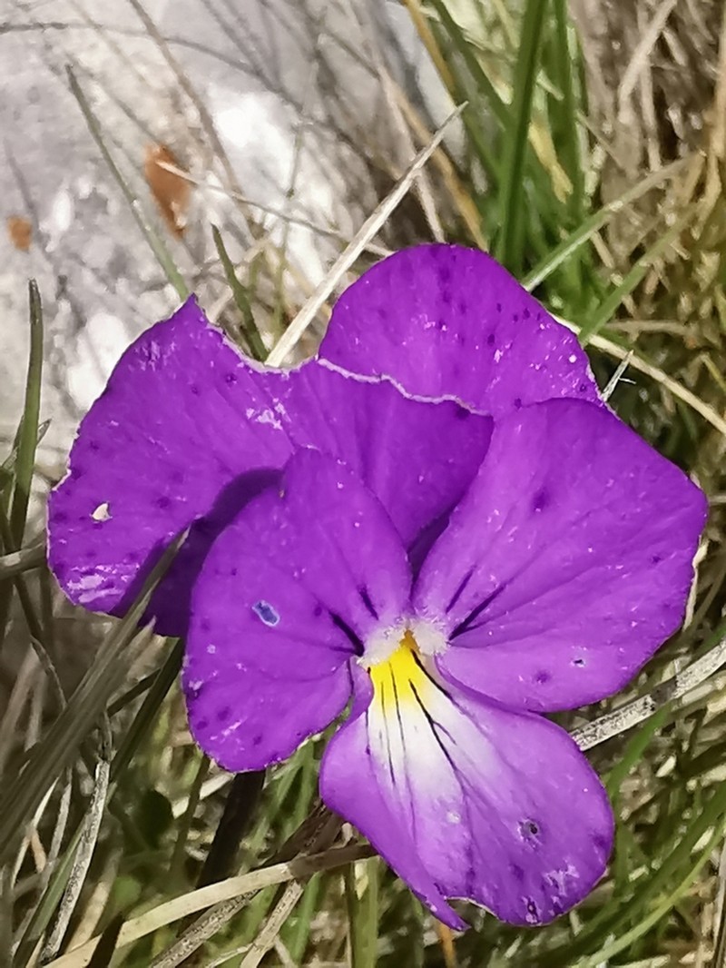 Viola graeca photo 7