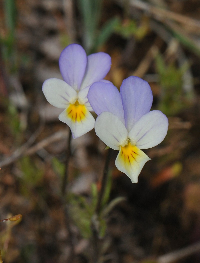 Viola graeca photo 8