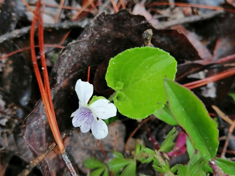 Viola grahamii