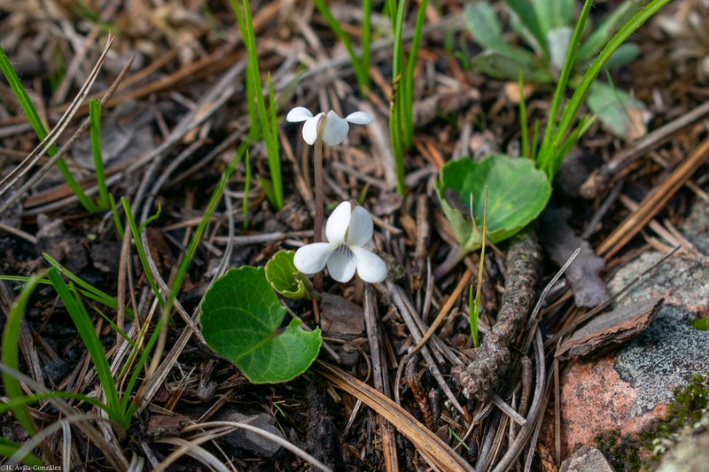 Viola grahamii photo 2