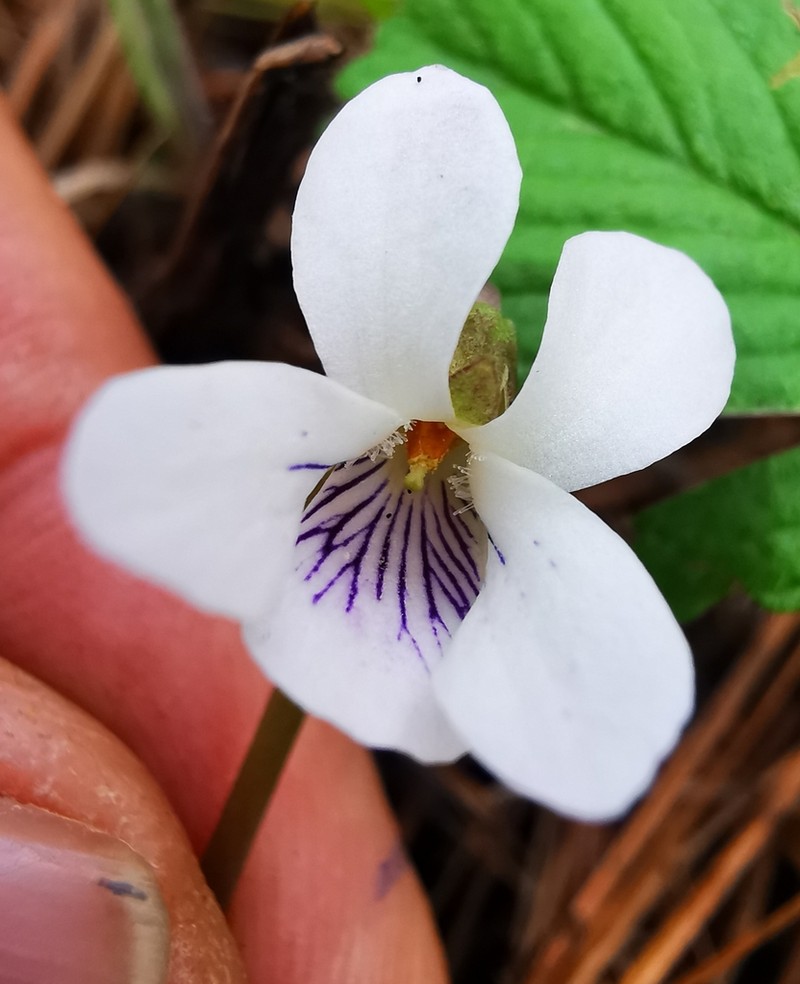 Viola grahamii photo 3