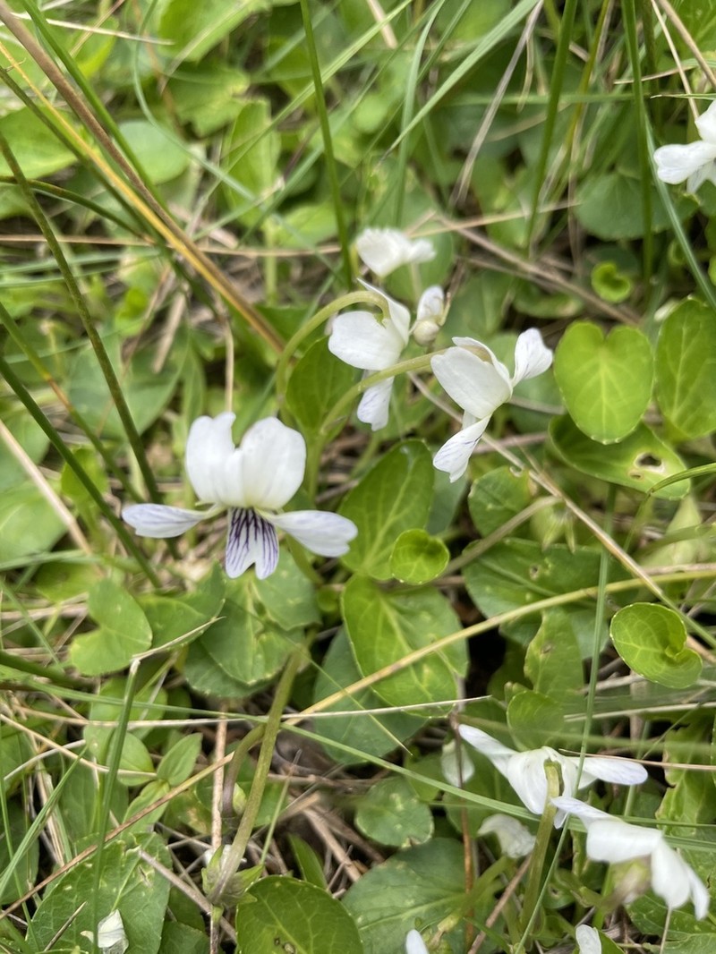 Viola grahamii photo 4