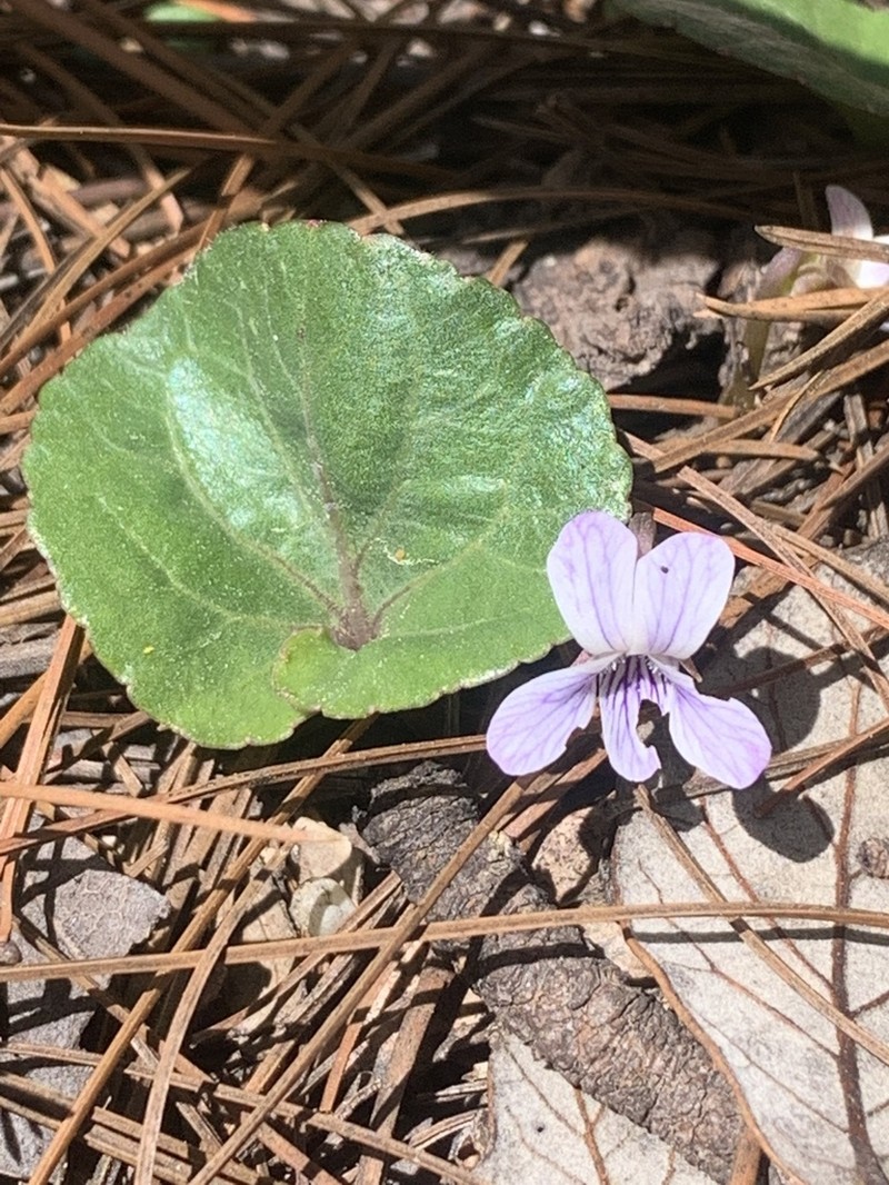 Viola grahamii photo 5
