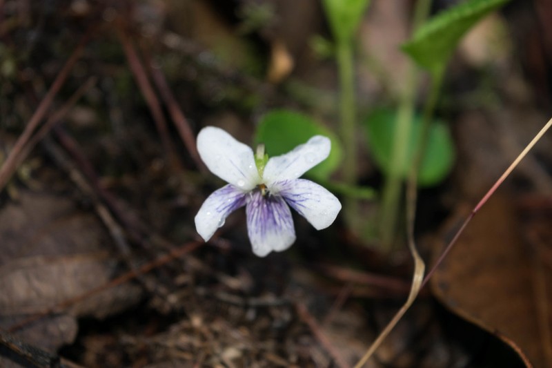 Viola grahamii photo 6
