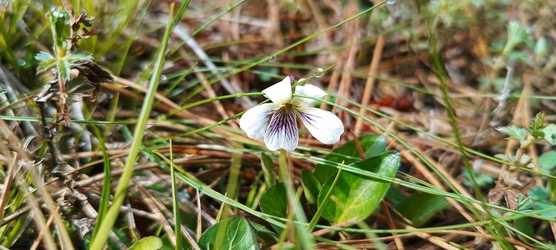 Viola grahamii photo 7