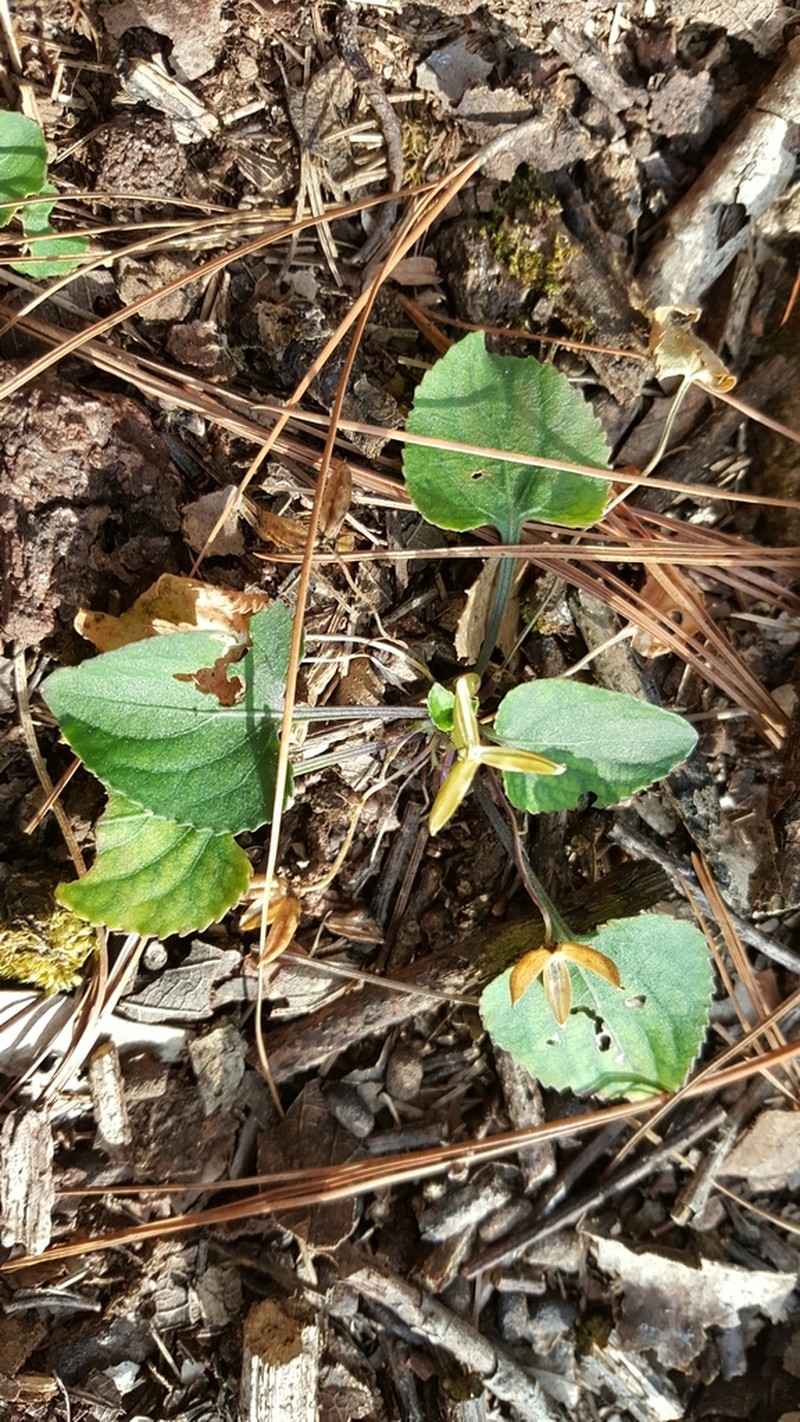 Viola grahamii photo 8