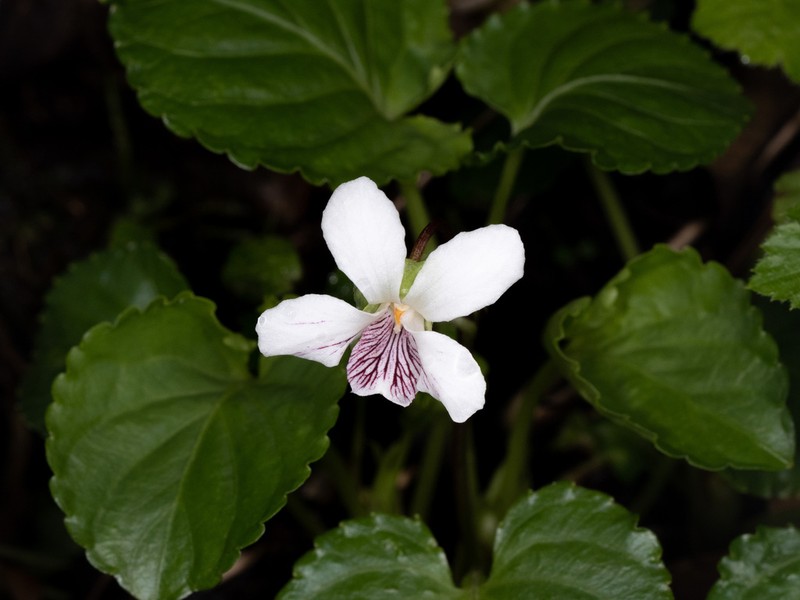 Viola grandisepala