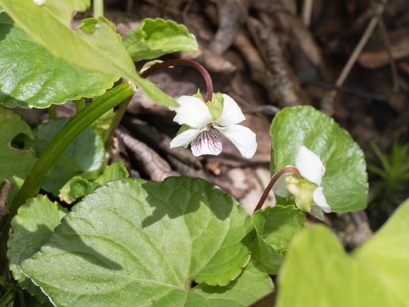 Viola grandisepala photo 2