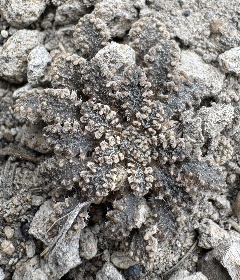 Viola granulosa