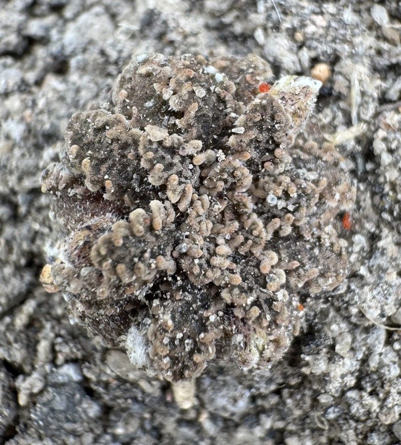 Viola granulosa photo 3