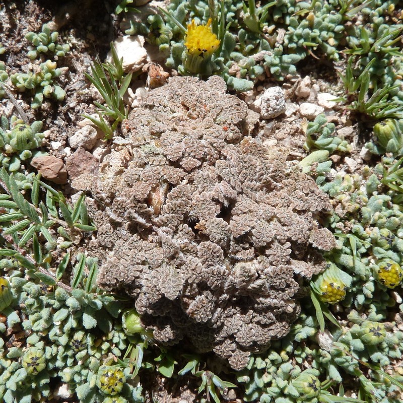 Viola granulosa photo 8