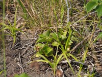 Viola grayi