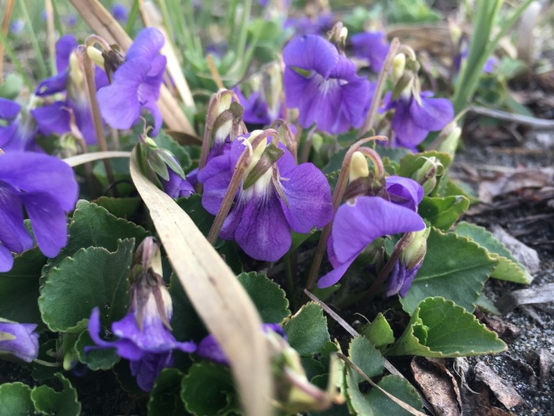 Viola grayi photo 2
