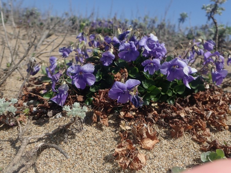 Viola grayi photo 3