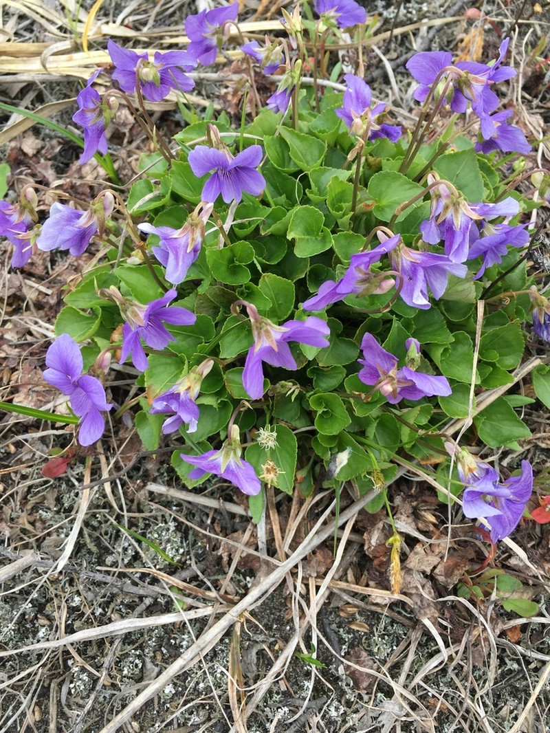 Viola grayi photo 4