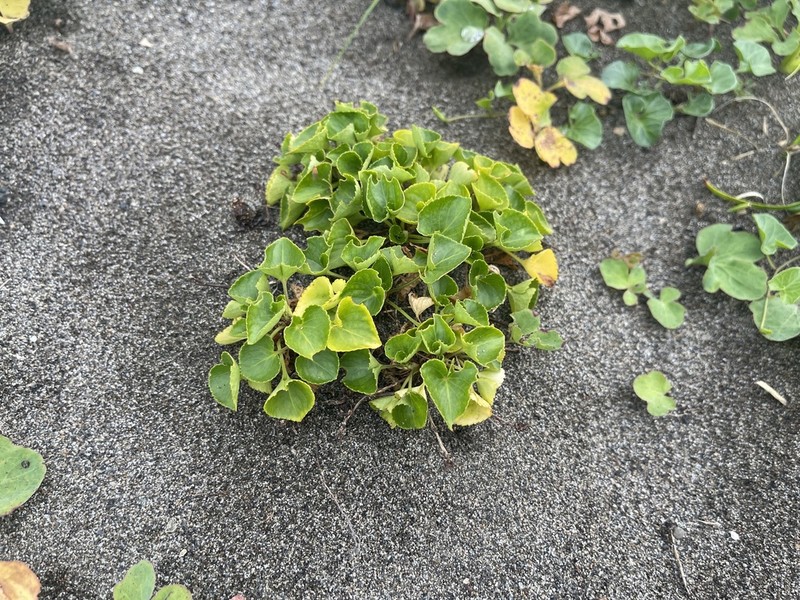 Viola grayi photo 5