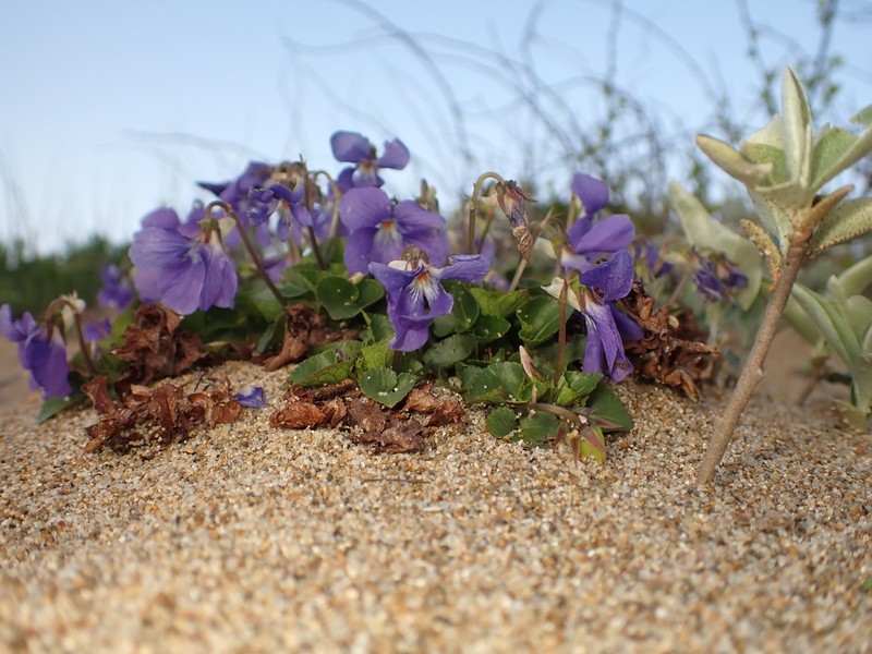 Viola grayi photo 6