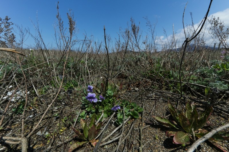 Viola grayi photo 7