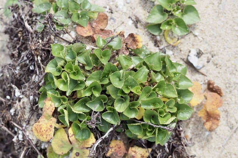 Viola grayi photo 8