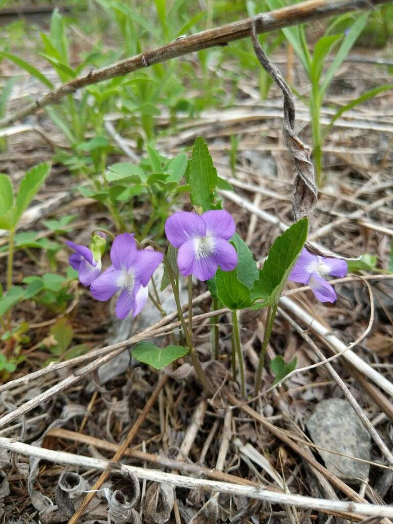 Viola grisea