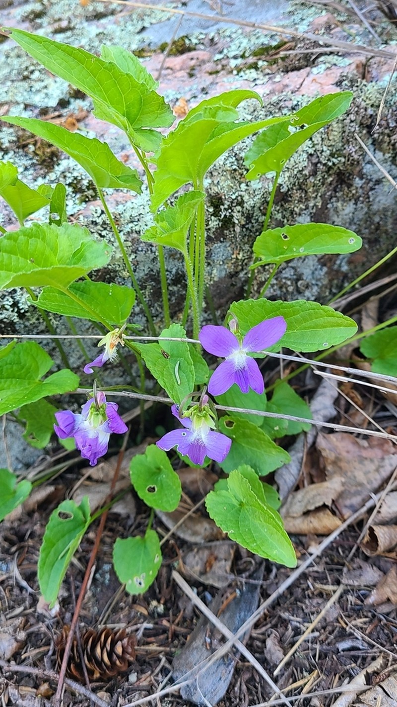 Viola grisea photo 2