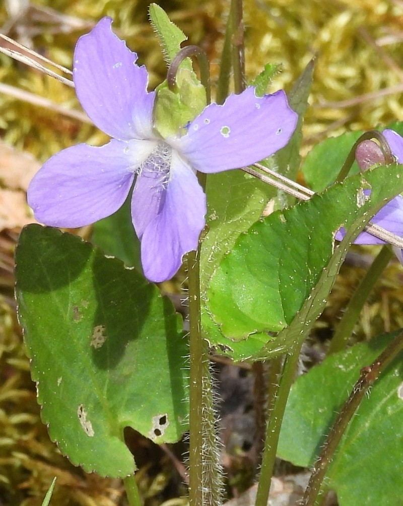 Viola grisea photo 3