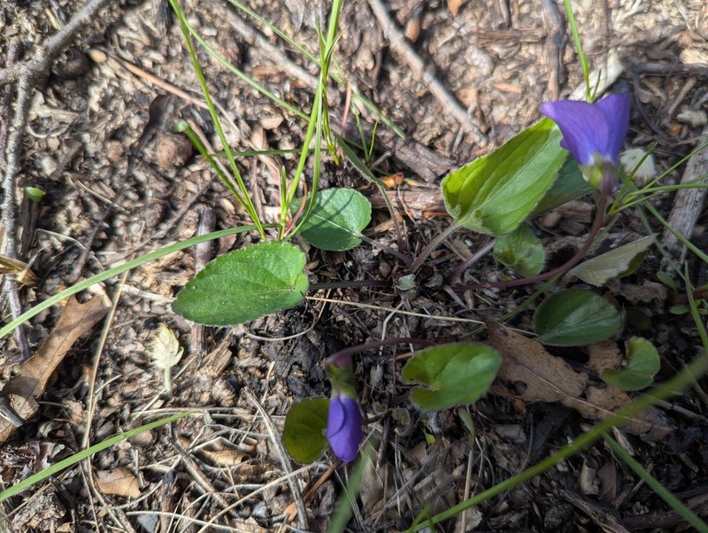 Viola grisea photo 4