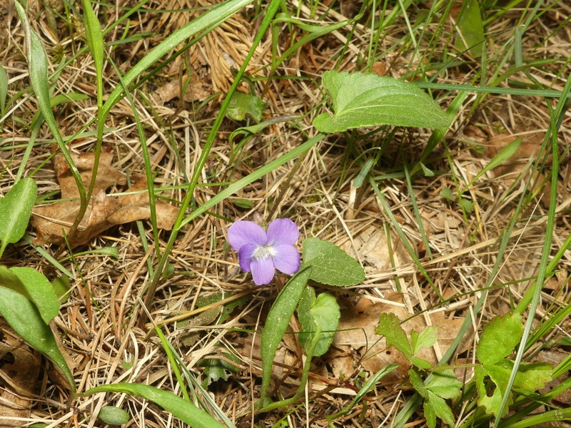 Viola grisea photo 5