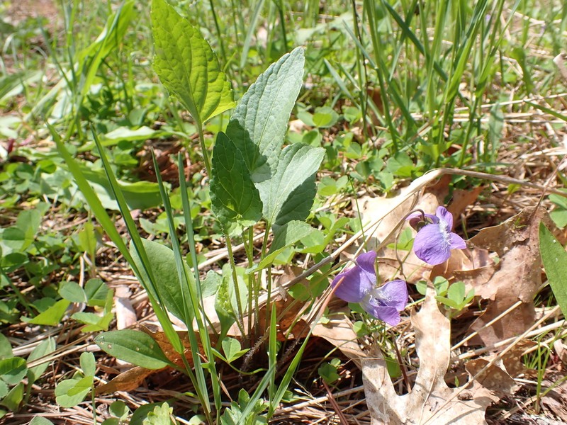 Viola grisea photo 6