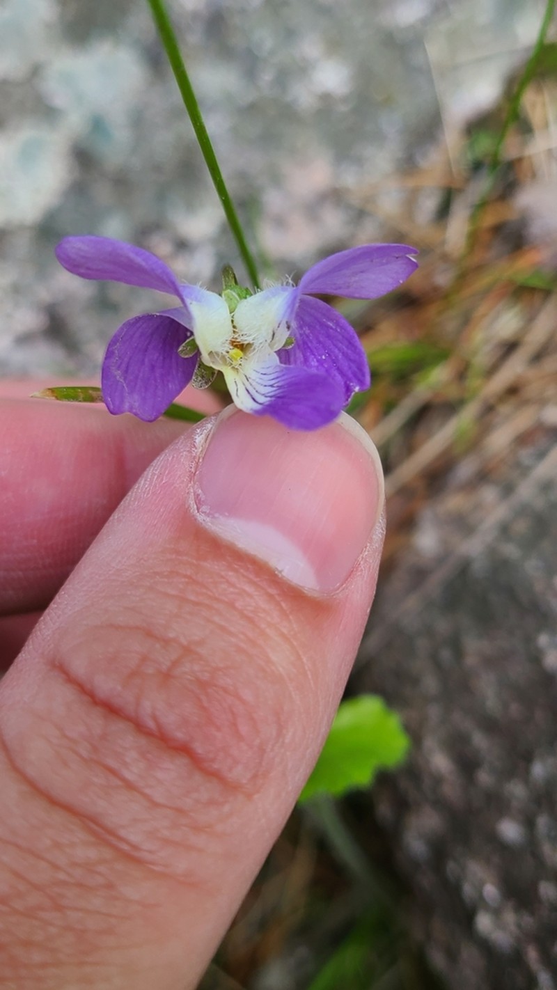 Viola grisea photo 7