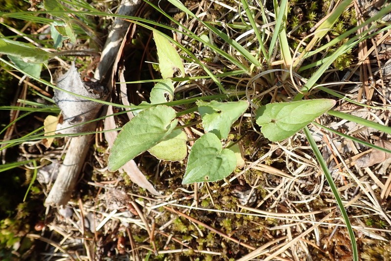 Viola grisea photo 8