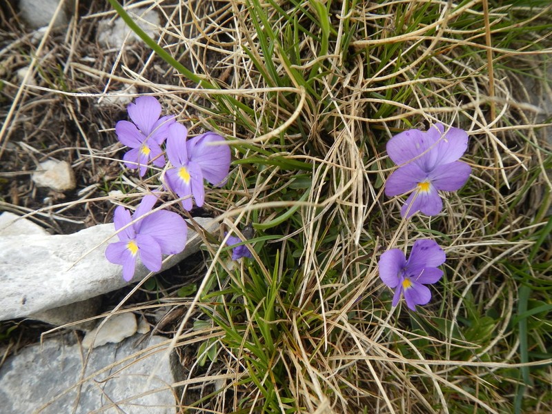 Viola grisebachiana