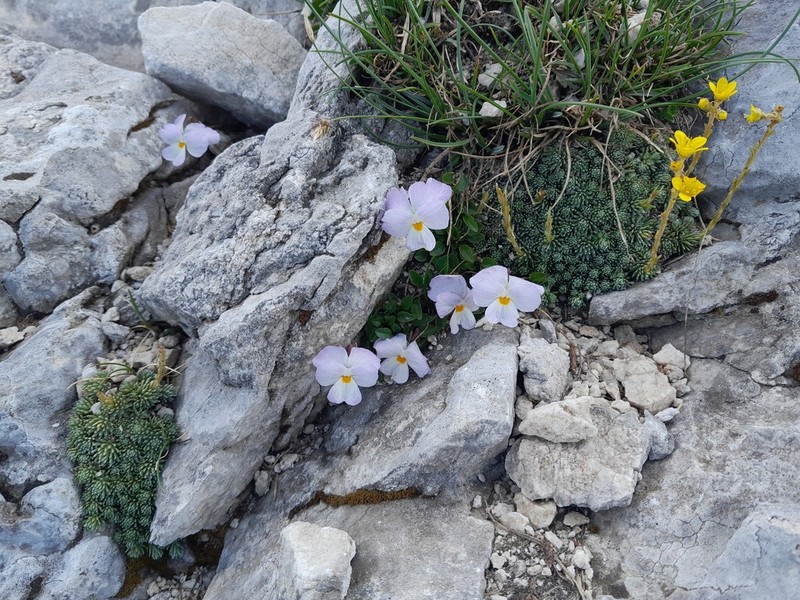 Viola grisebachiana photo 2