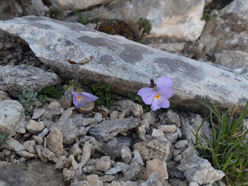 Viola grisebachiana photo 3