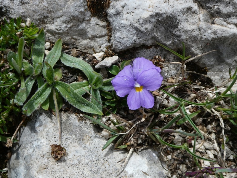 Viola grisebachiana photo 4