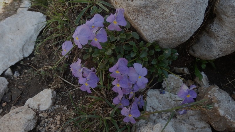 Viola grisebachiana photo 5