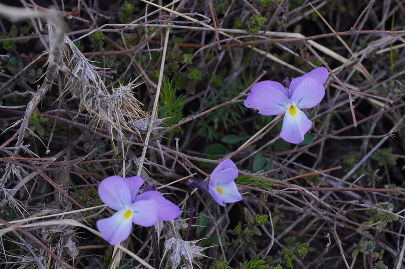 Viola grisebachiana photo 6