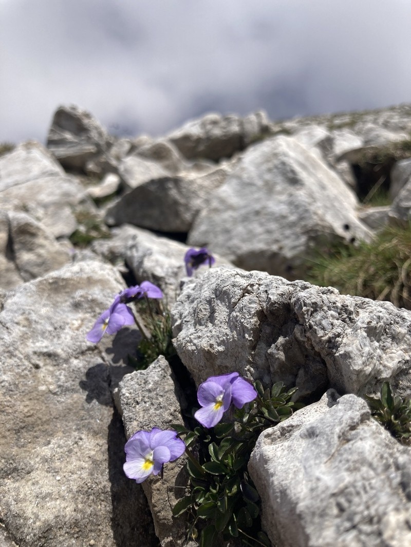 Viola grisebachiana photo 7