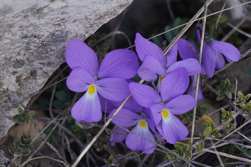 Viola grisebachiana photo 8
