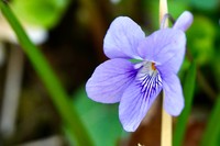 Viola grypoceras
