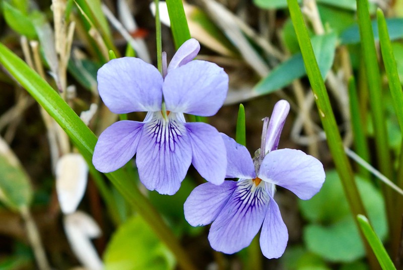 Viola grypoceras photo 2