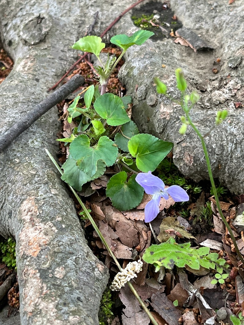 Viola grypoceras photo 4