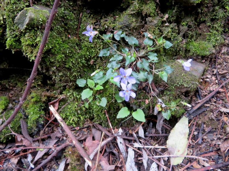Viola grypoceras photo 5