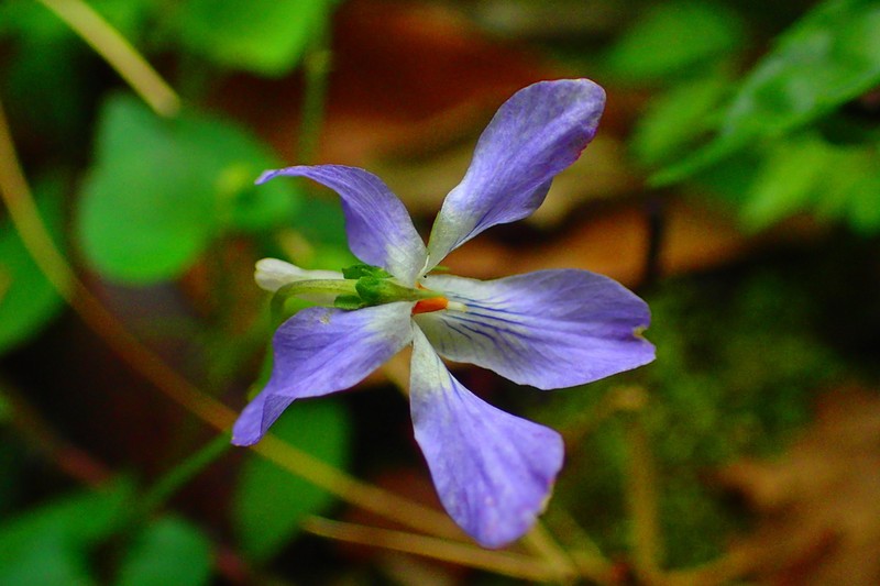 Viola grypoceras photo 6