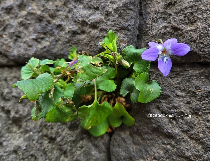 Viola grypoceras photo 7